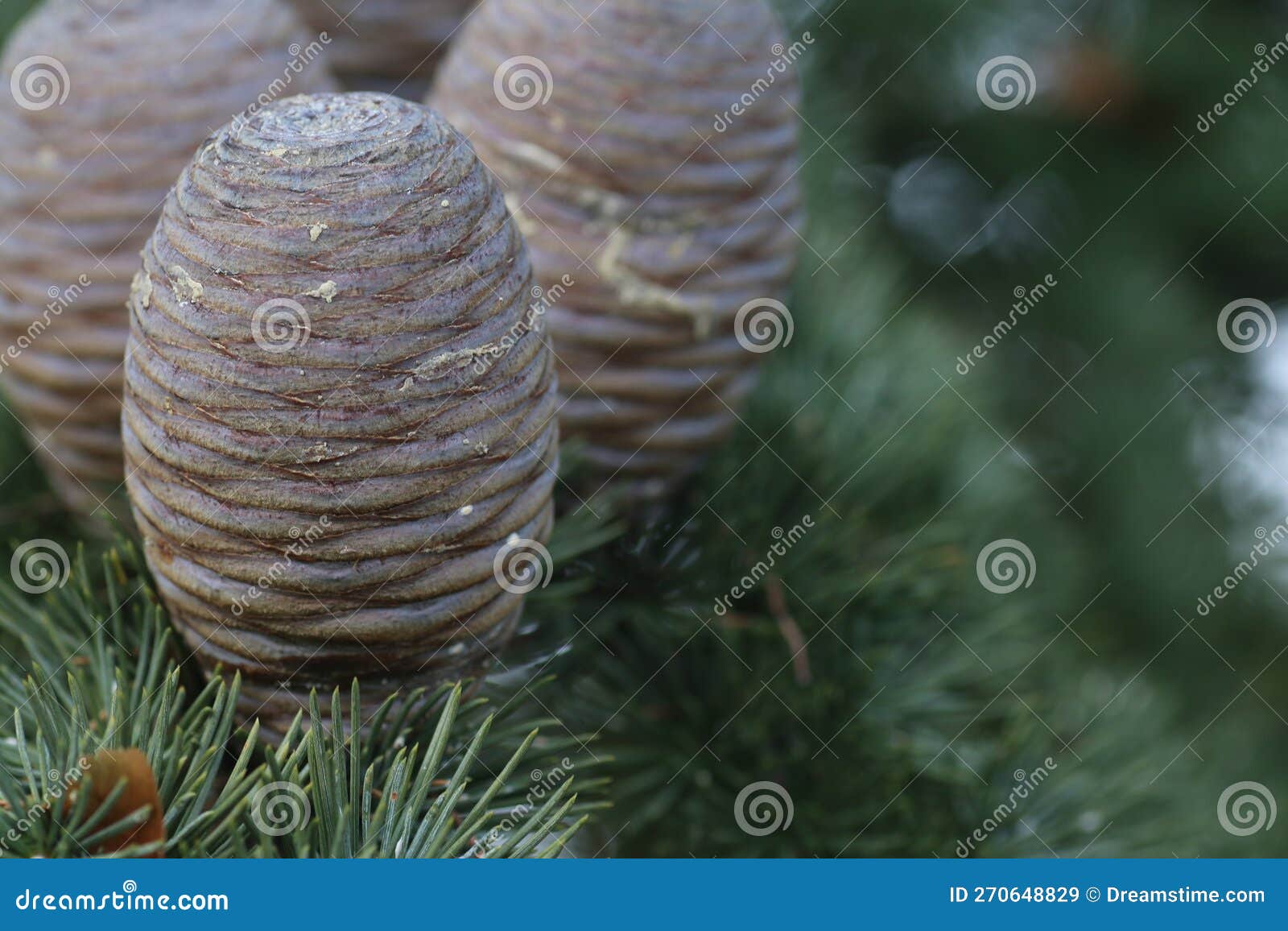 detail of the pine cone or also called pine nut.