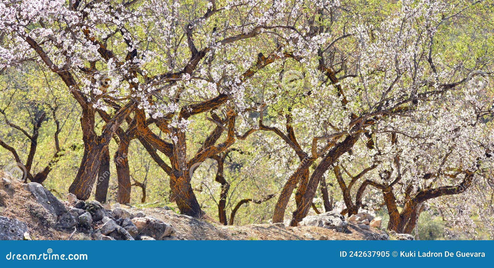 plantation of old almond trees in bloom