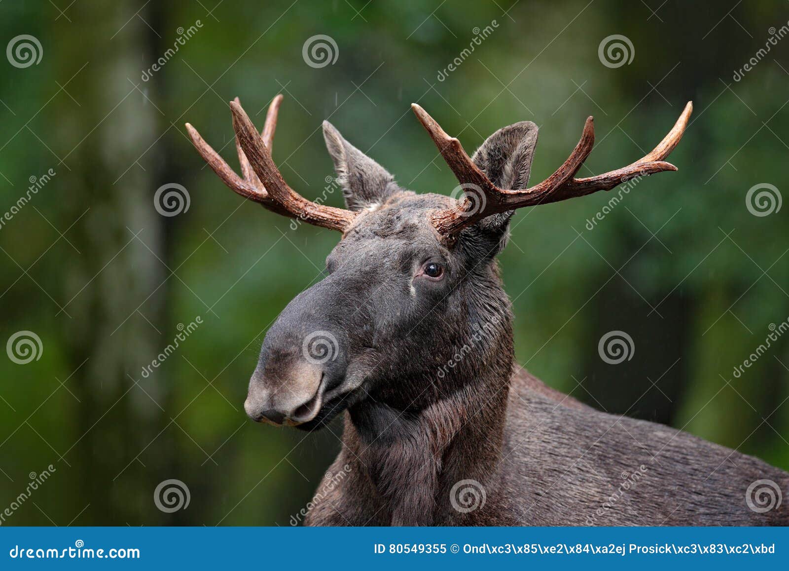 detail portrait of elk, moose. moose, north america, or eurasian elk, eurasia, alces alces in the dark forest during rainy day. be