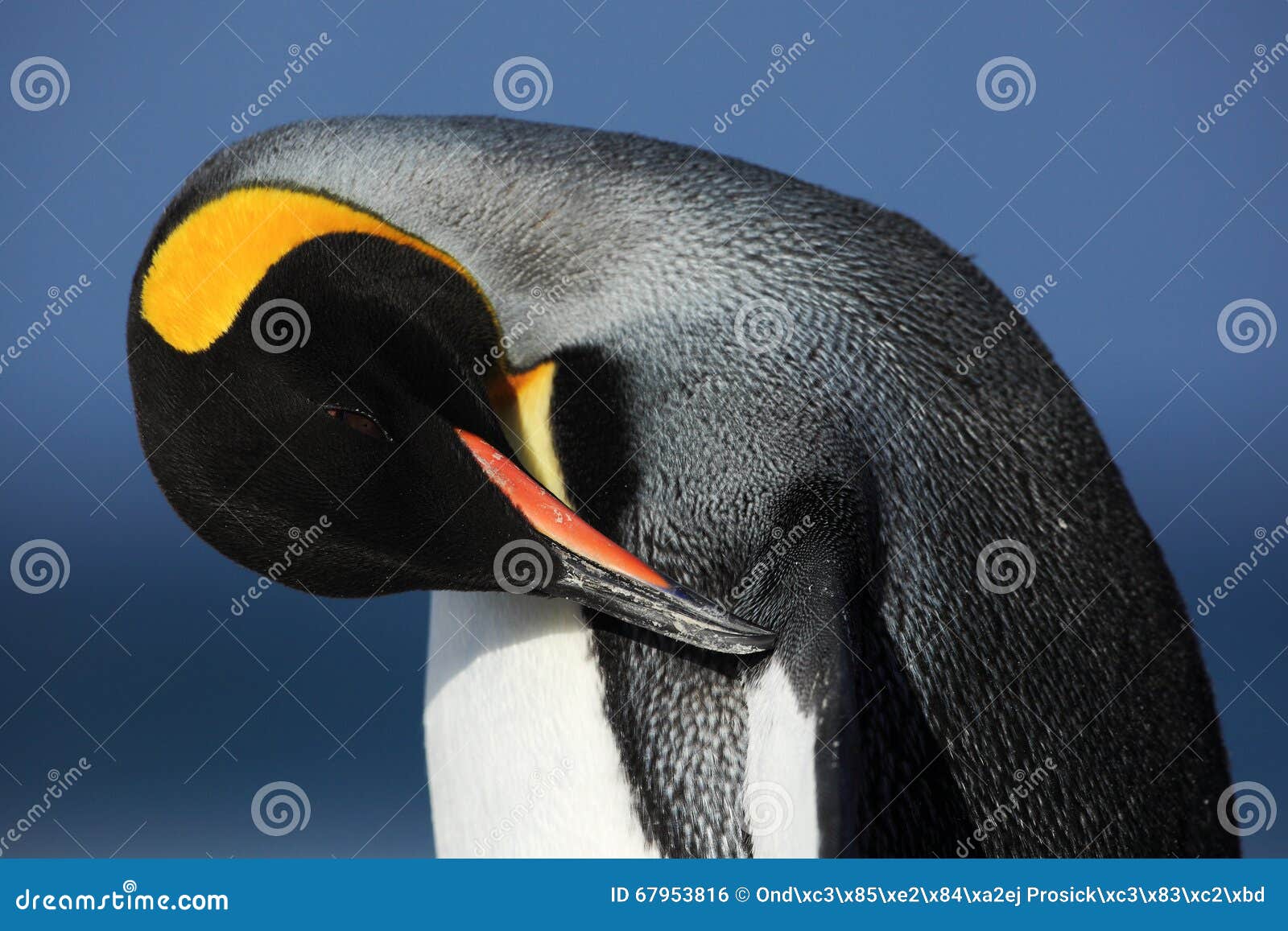detail portrait of king penguin cleaning plumage in antartica