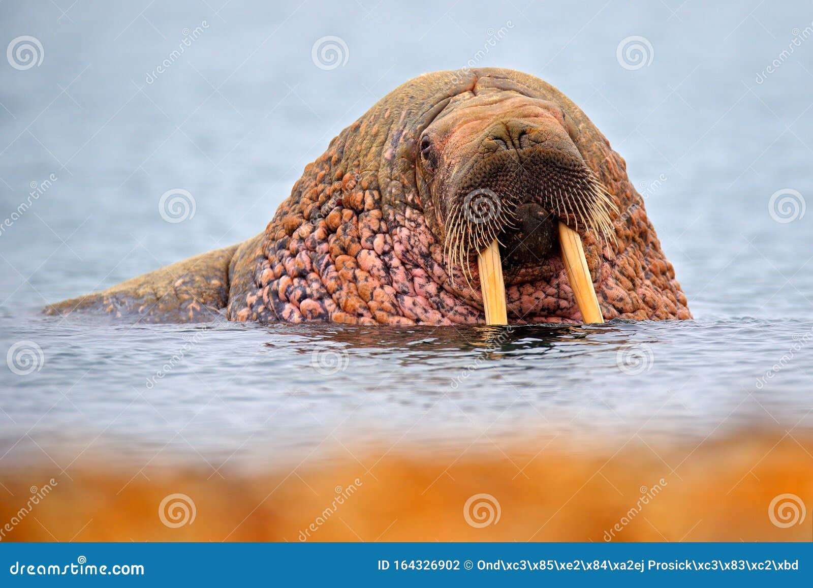 Detail Portrait of Walrus with Big White Tusk, Odobenus Rosmarus, Big Animal in Nature Habitat on Svalbard, Norway Stock Photo - Image of norway, frost: 164326902 Detail Portrait of Walrus with Big White Tusk, Odobenus Rosmarus, Big Animal in Nature Habitat on Svalbard, Norway Stock Photo - Image of norway, frost: 164326902