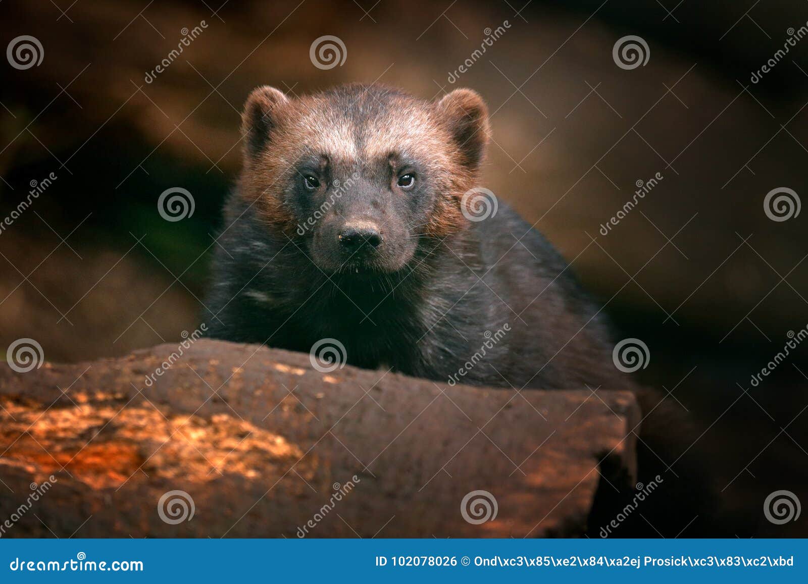 detail portrait of wild wolverine. face portrait of wolverine. running tenacious wolverine in finland tajga. danger animal in the