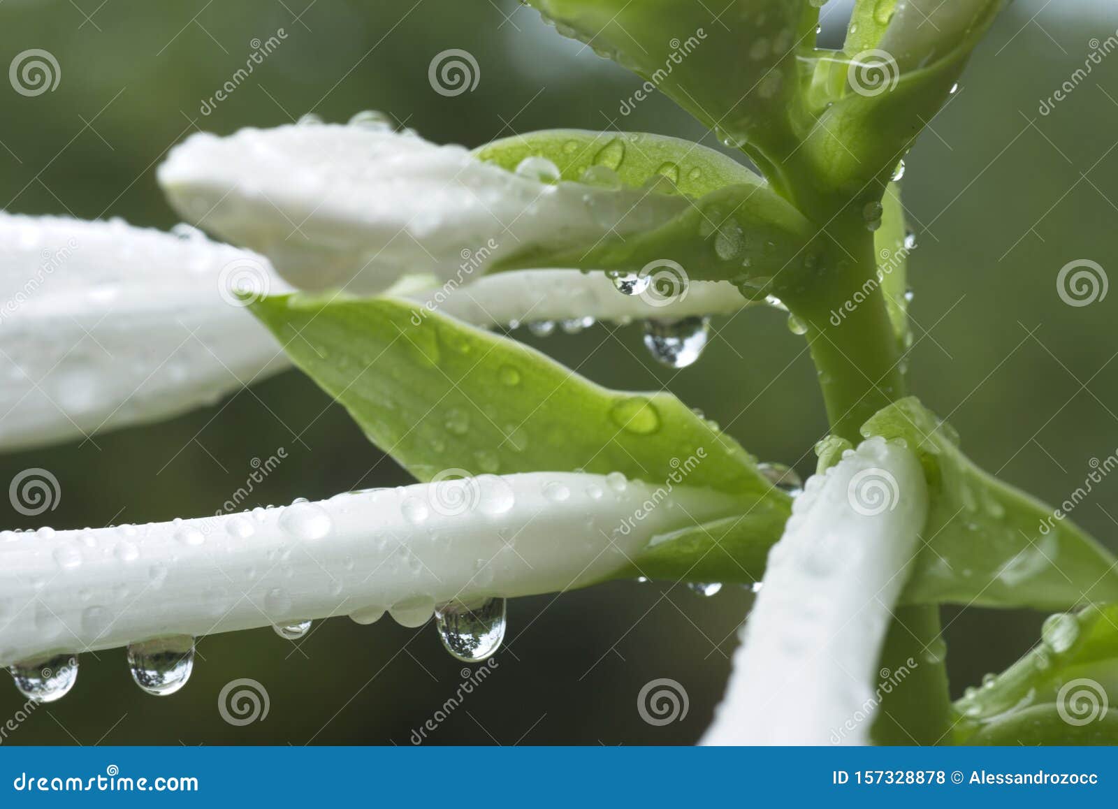 detail of rain water drops on buds of hosta plant