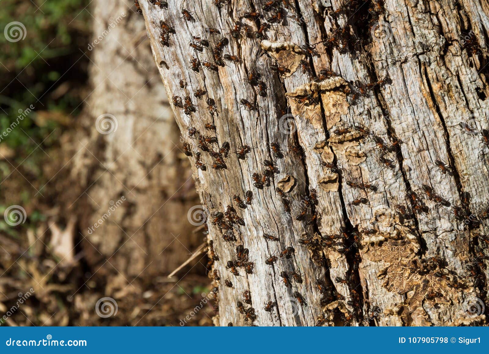 ant hill on tree trunk