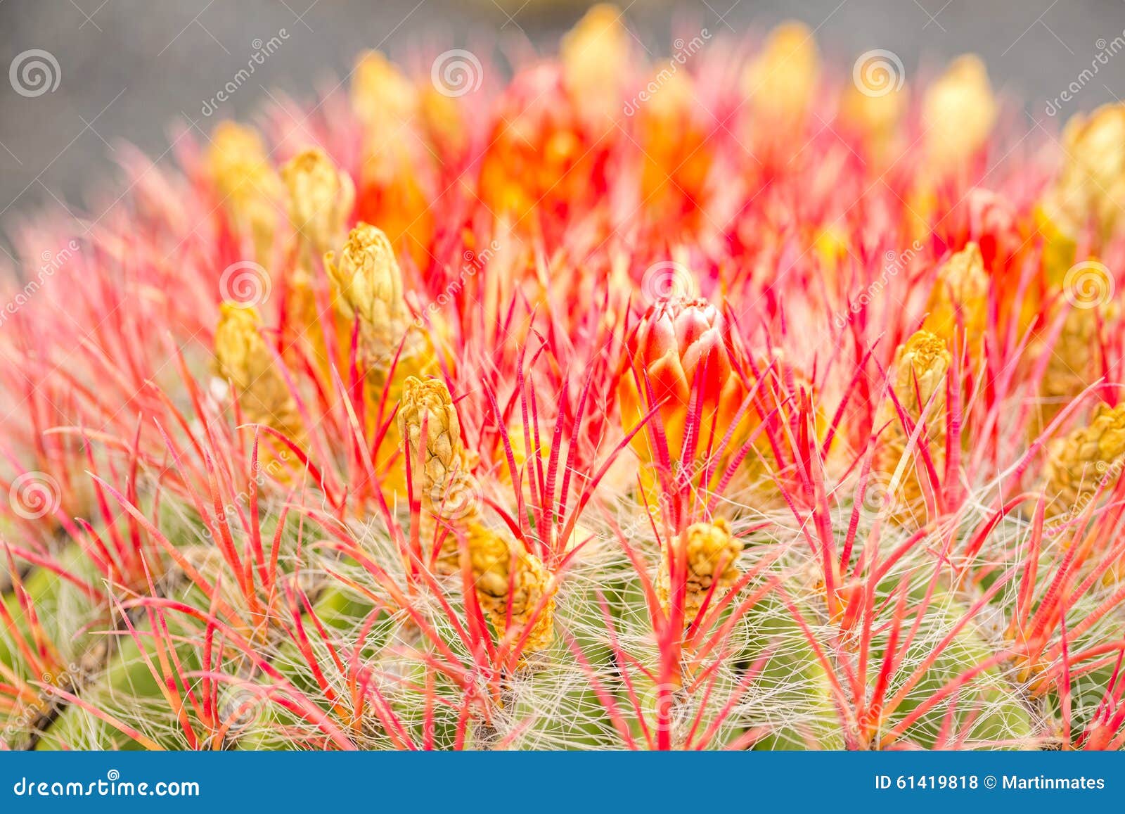 detail of red bloom cactus