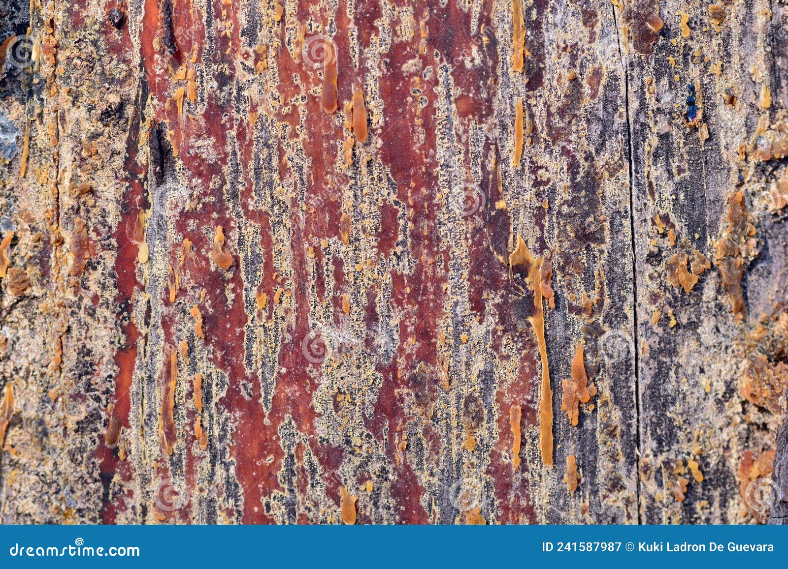 detail of the resin of a tree on its trunk