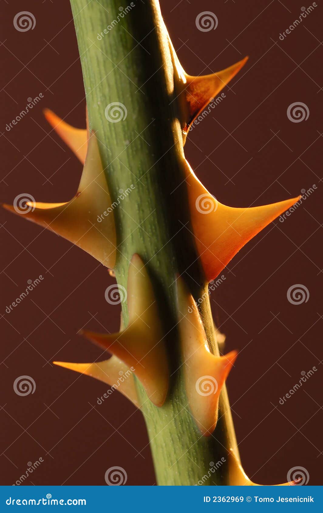 Detail of rose thorns stock image. Image of dangerous 2362969
