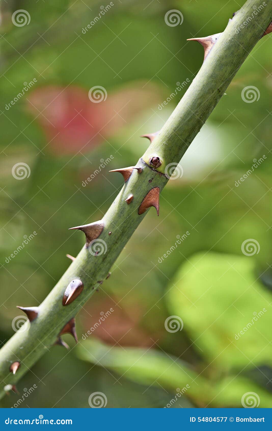 Detail of rose thorns stock image. Image of background 54804577