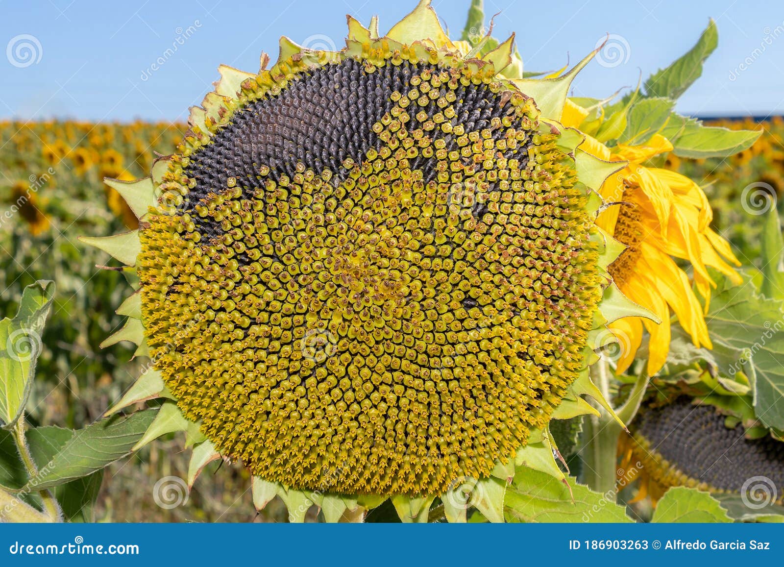 Detail of Seeds in Wilted Sunflower Stock Image - Image of decorative ...