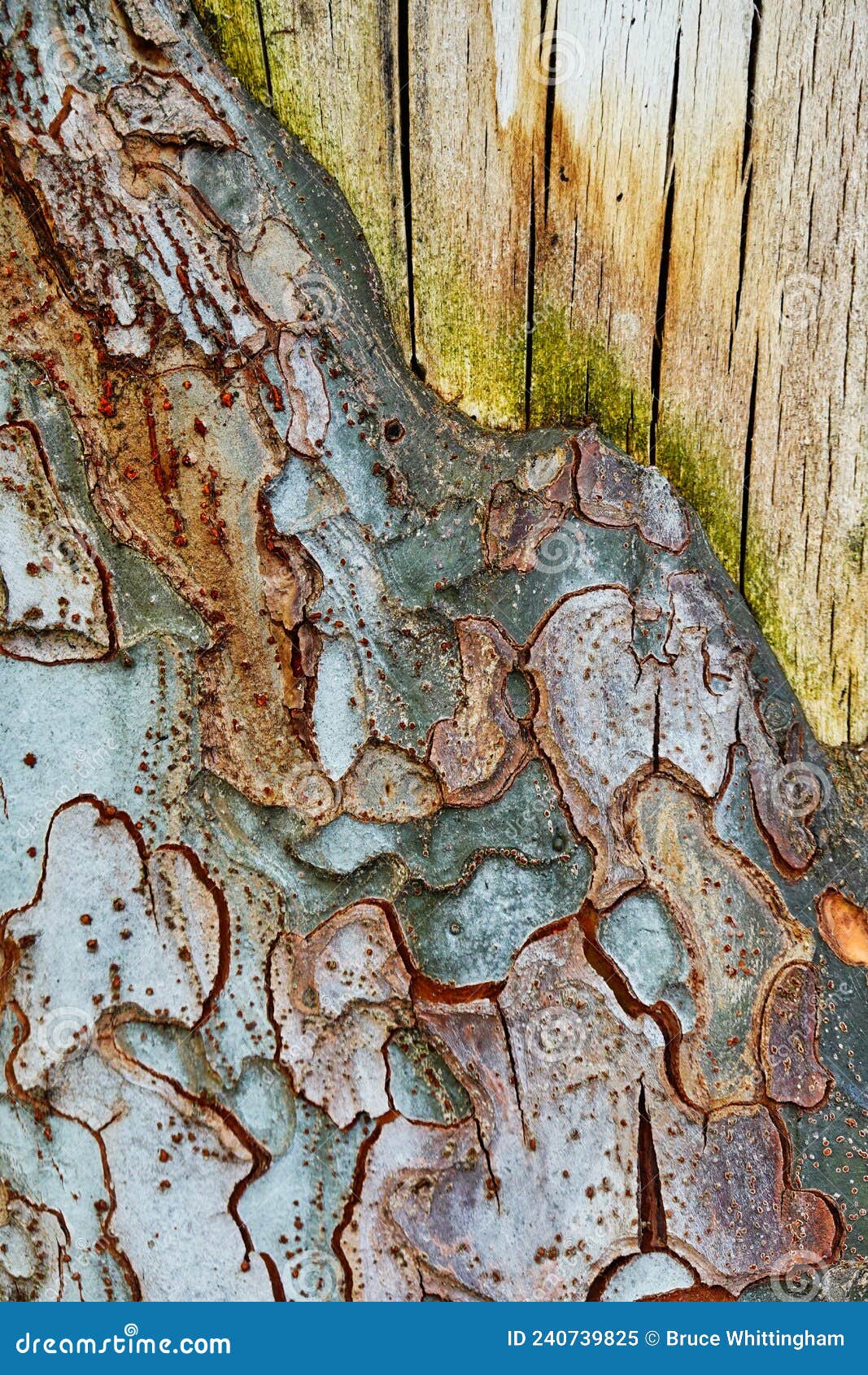detail, semi abstract natural pattern, tree bark