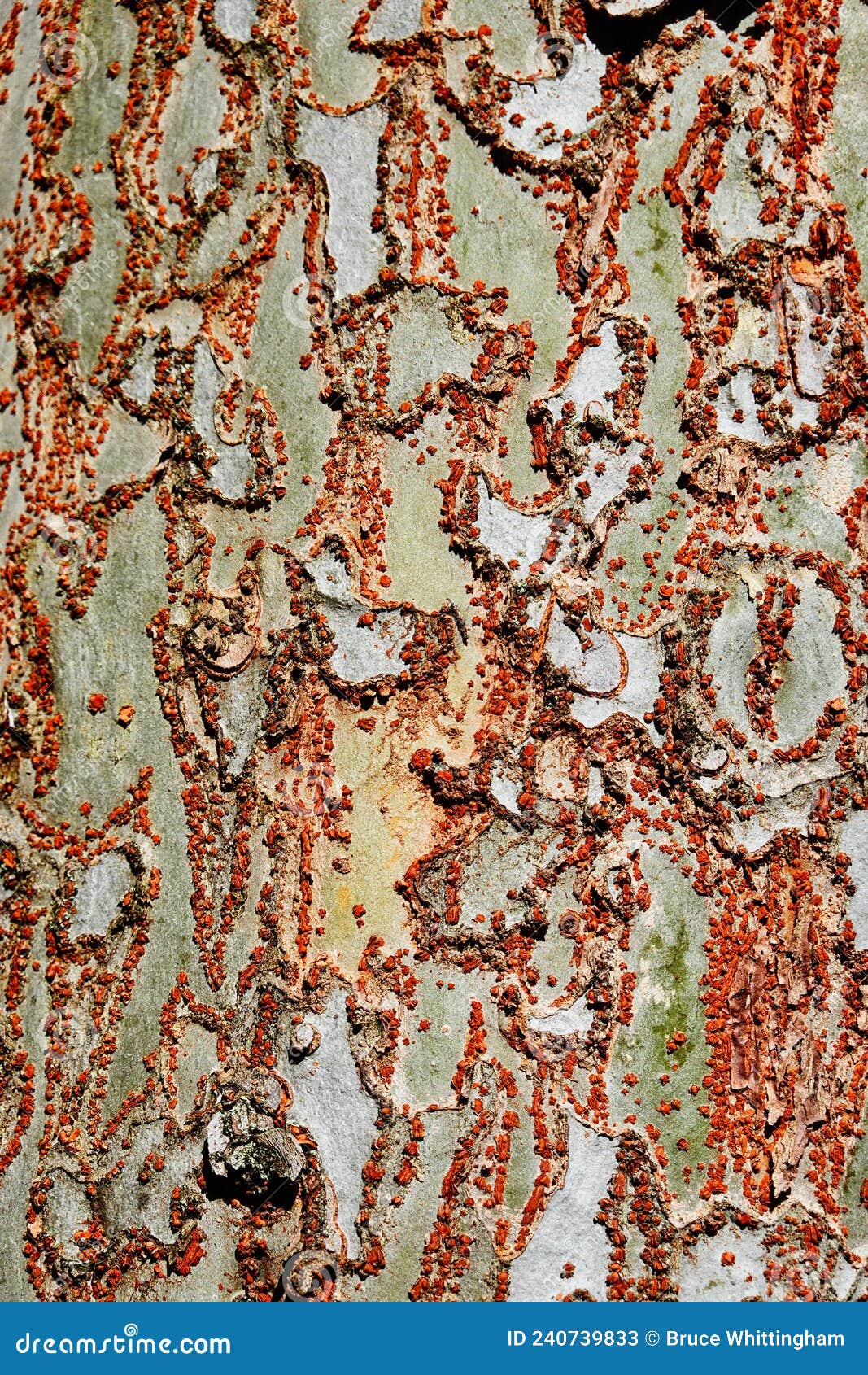 detail, semi abstract natural pattern, tree bark