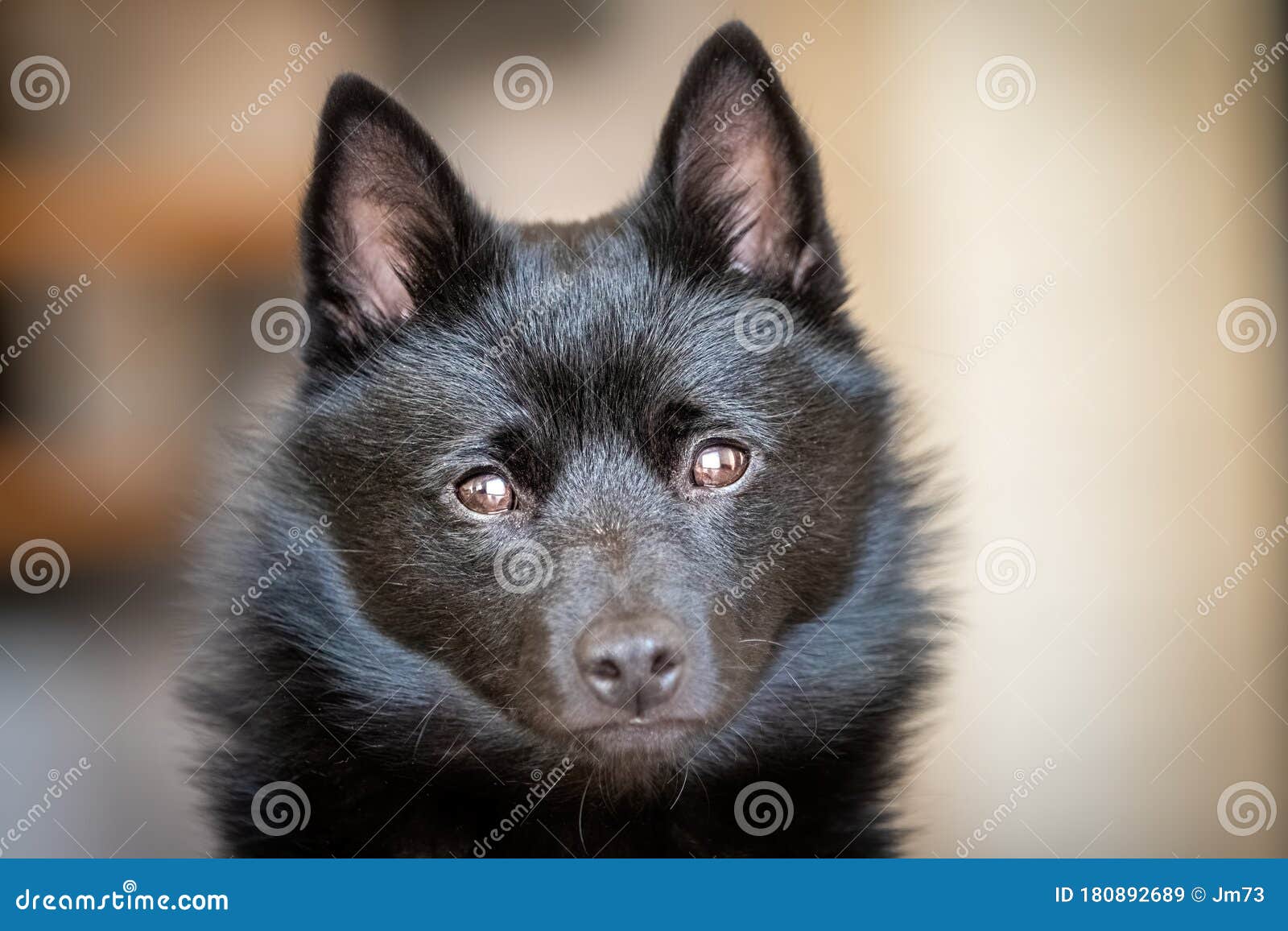 Schipperke Face Cover Schipperke Face Cover