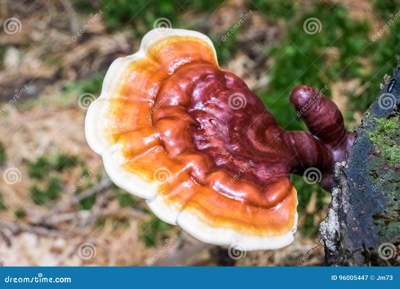 detail shot of reishi medicinal mushroom