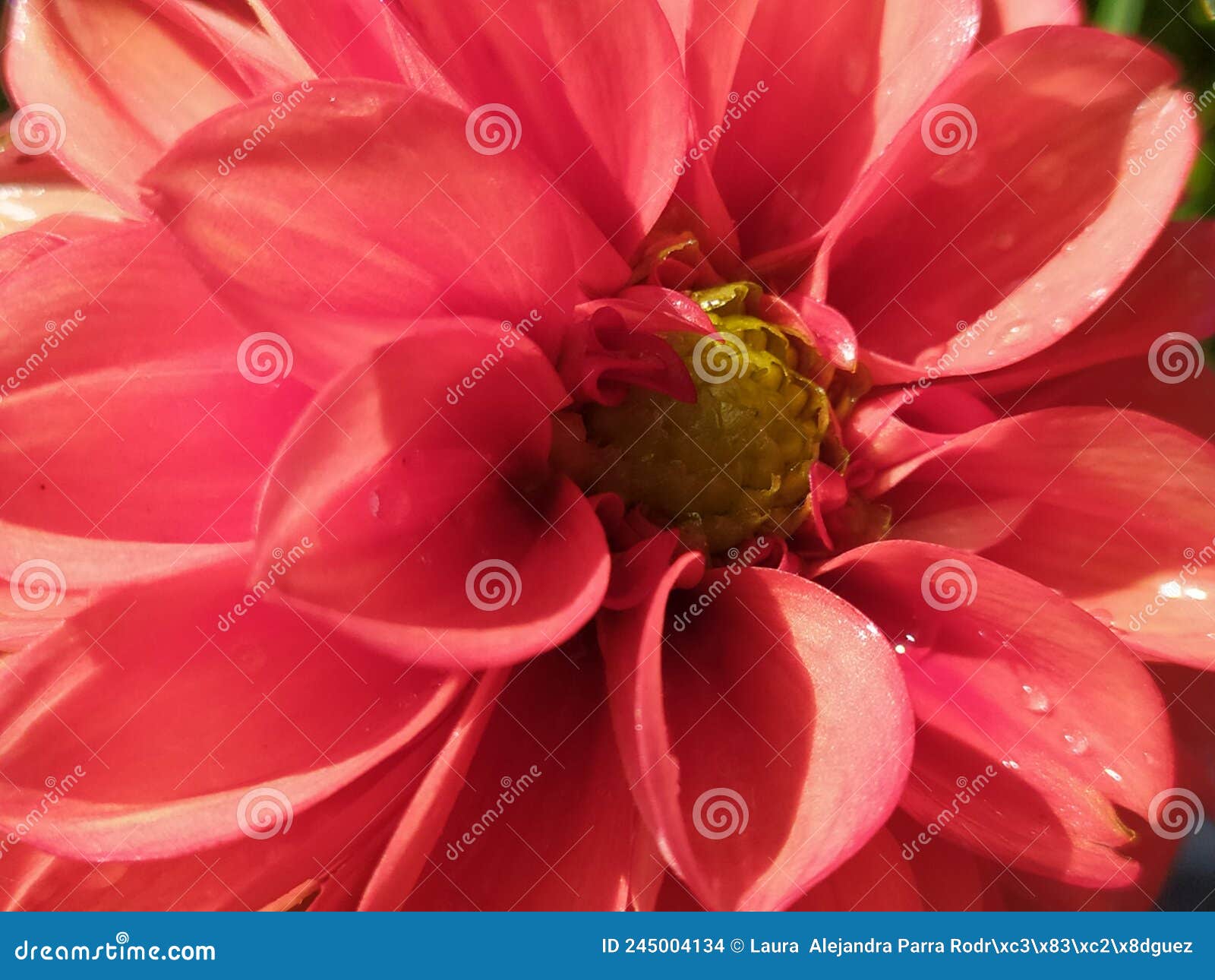 a detail of a single orange dahlia freshly watered. un detalle de una dalia anaranjada reciÃÂ©n regada.