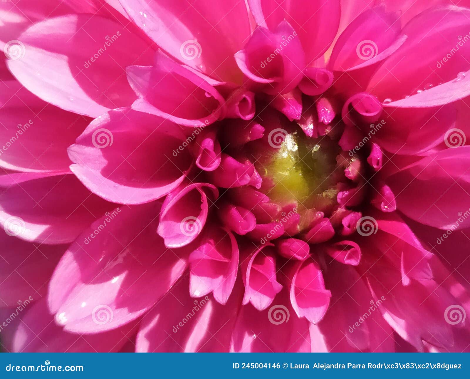 a detail of a single pink dahlia freshly watered. un detalle de una dalia rosada reciÃÂ©n regada.