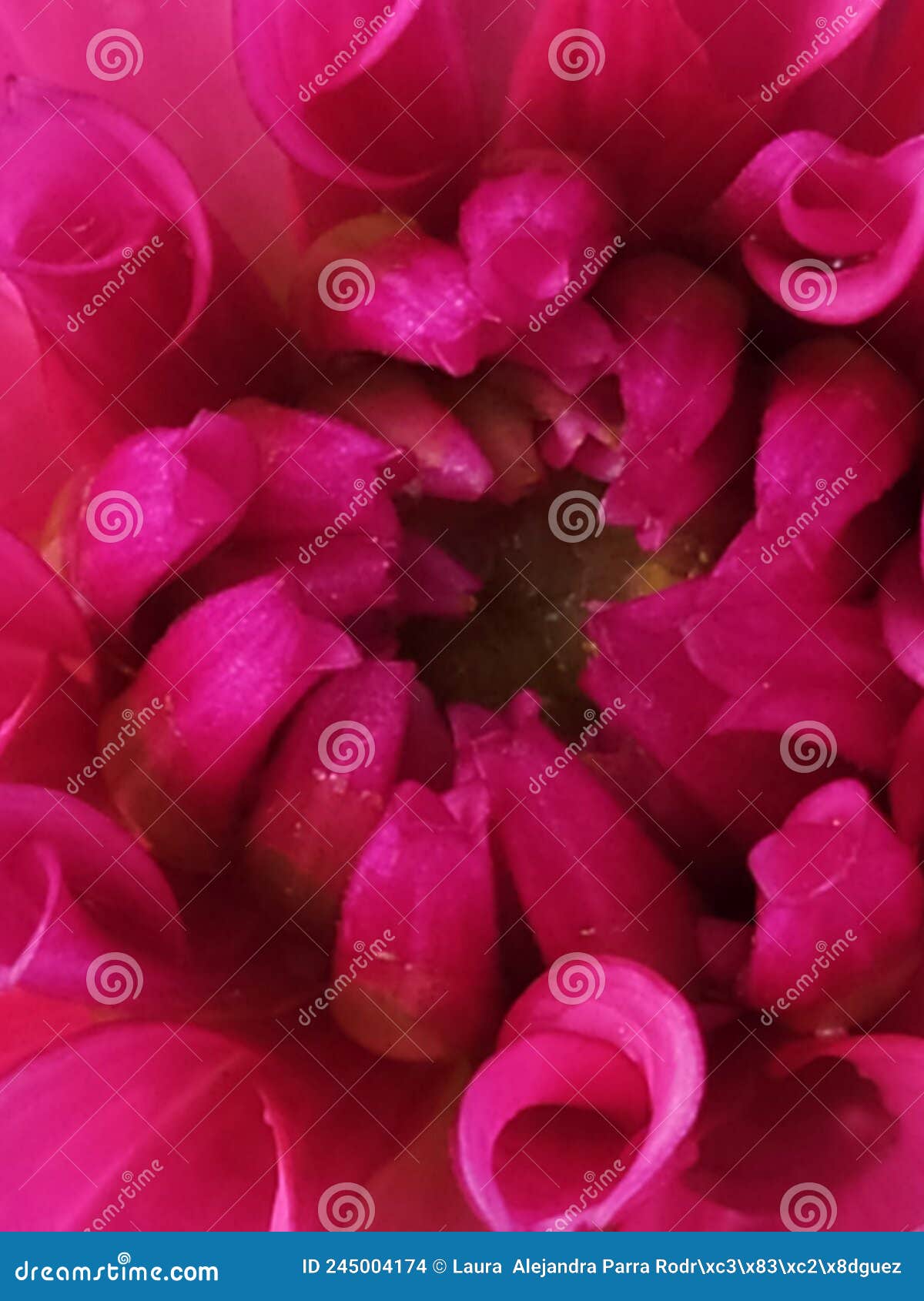a detail of a single pink dahlia freshly watered. un detalle de una dalia rosada reciÃÂ©n regada.