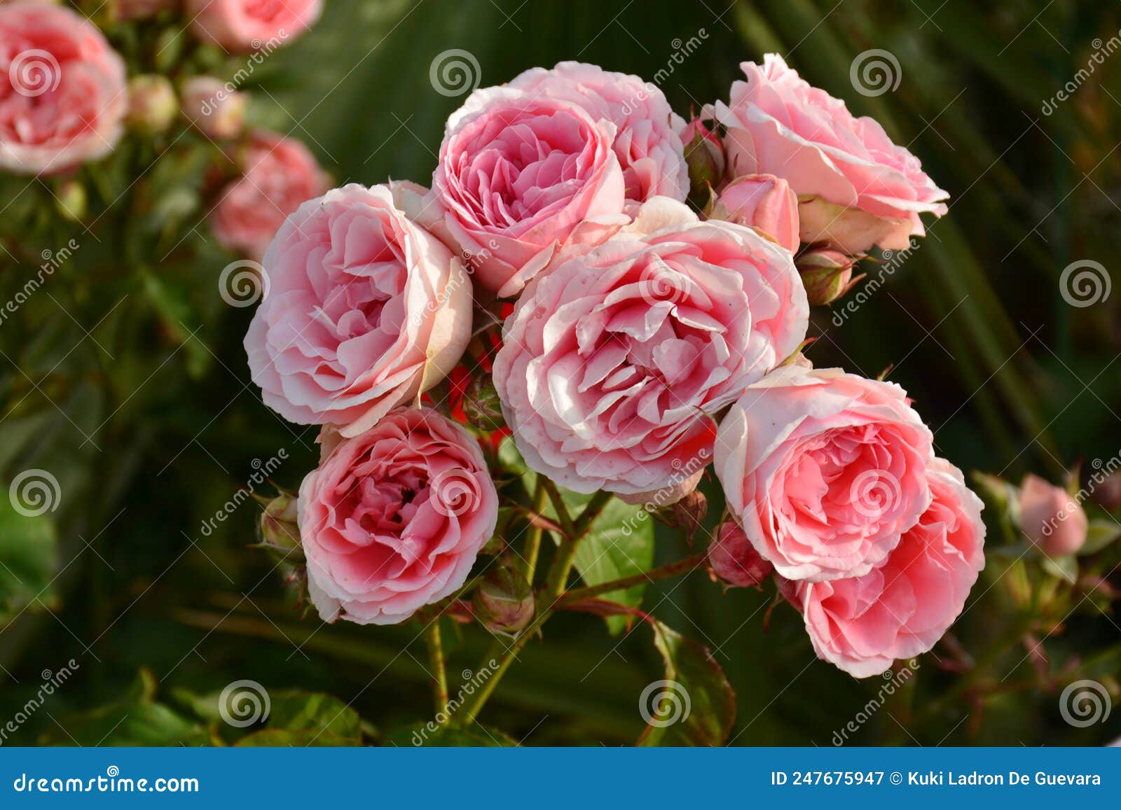 pink roses on a rosebush in a garden