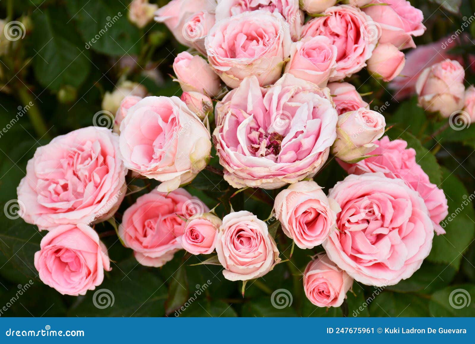 pink roses on a rosebush in a garden