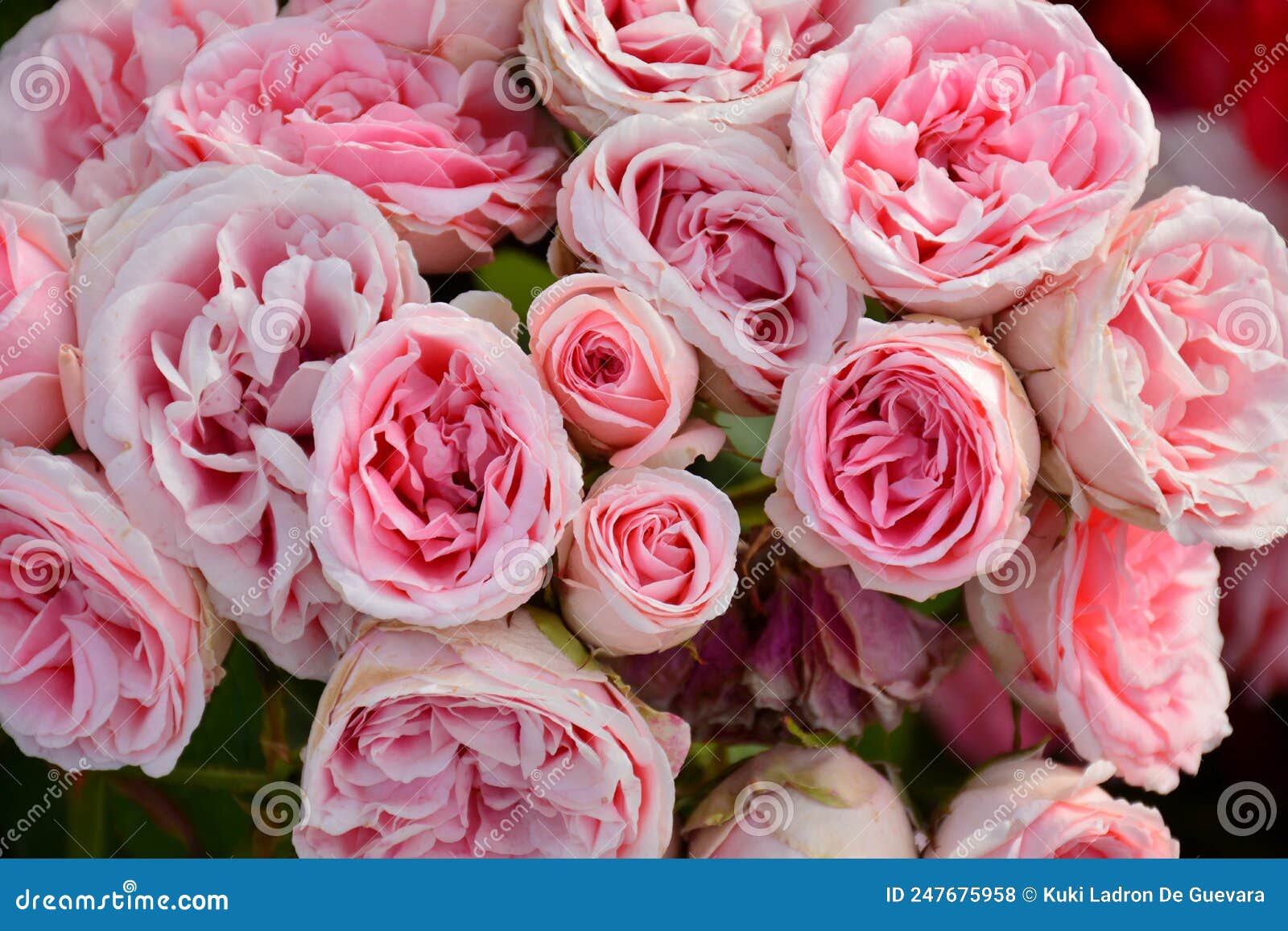 pink roses on a rosebush in a garden