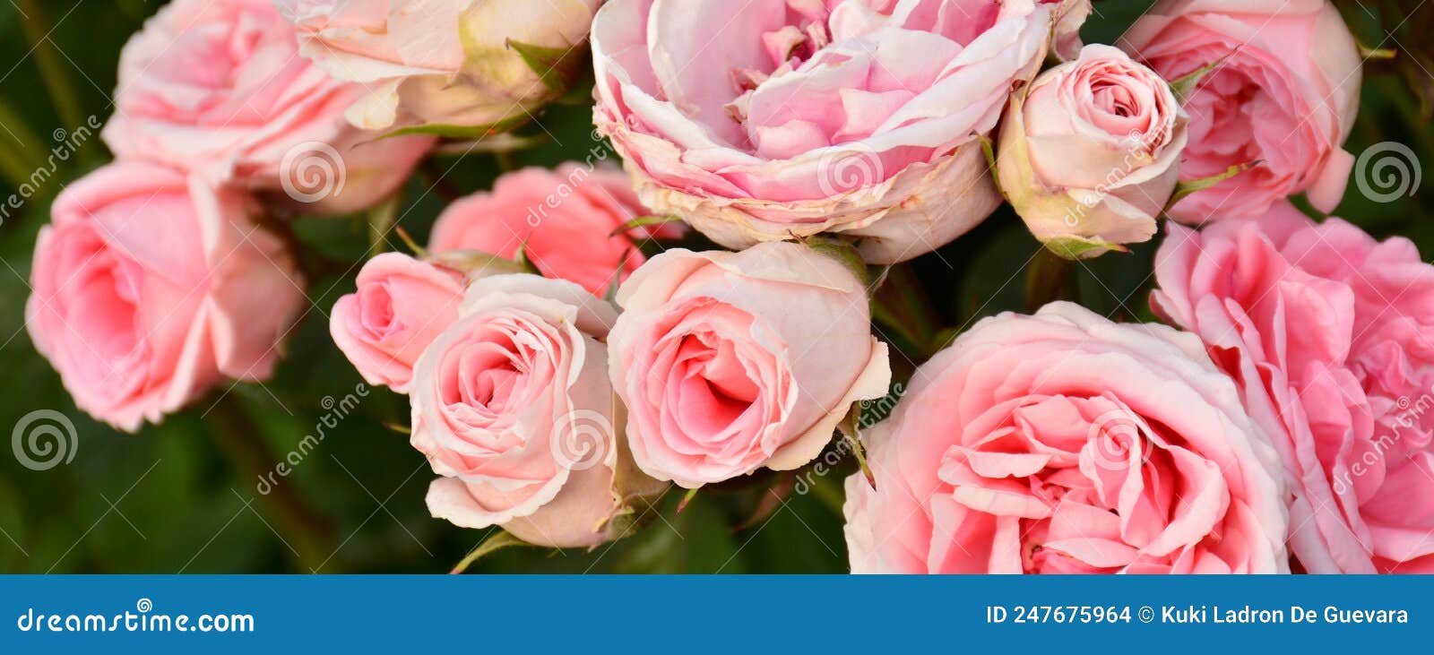 pink roses on a rosebush in a garden