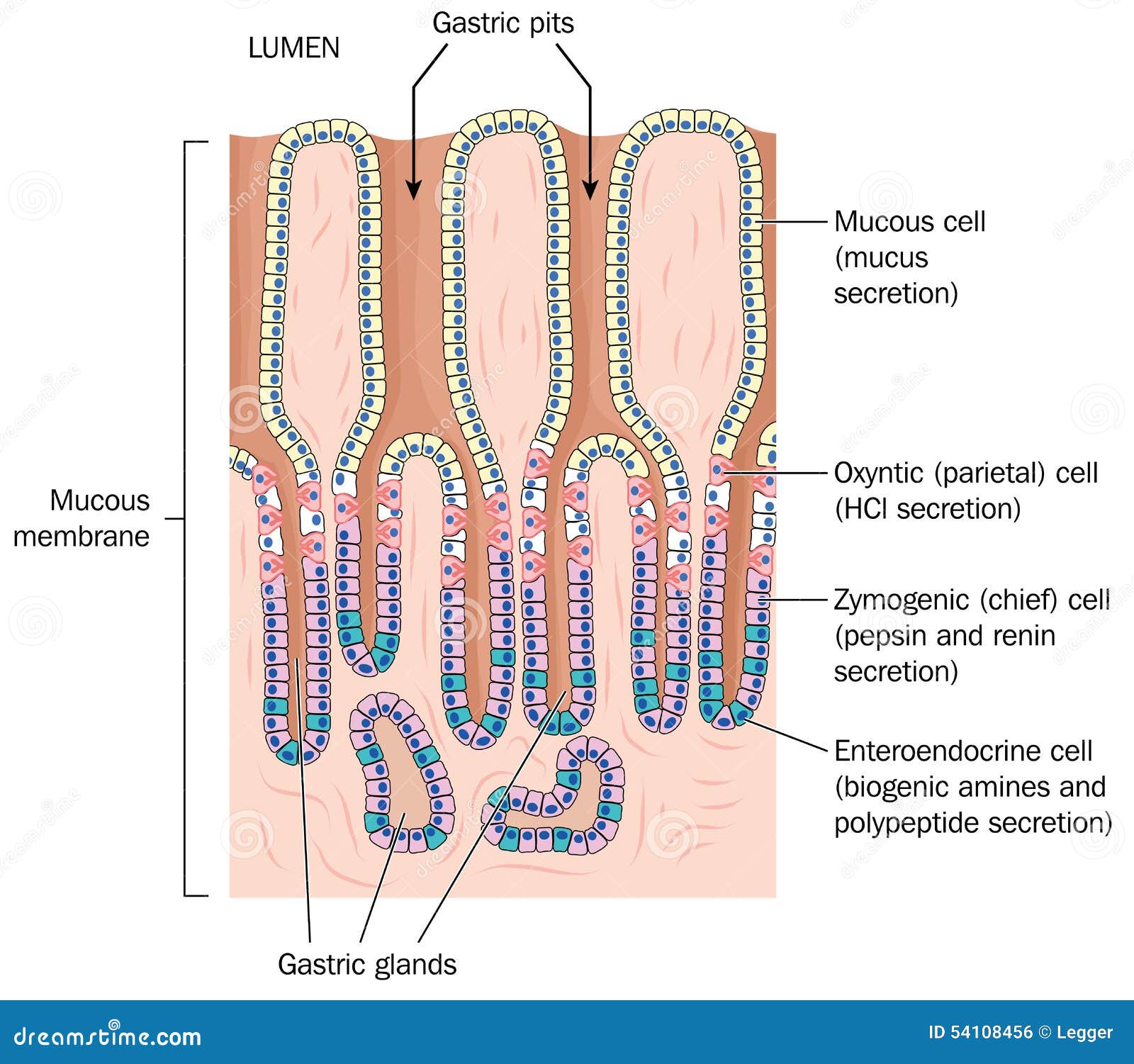 detail of stomach mucous membrane