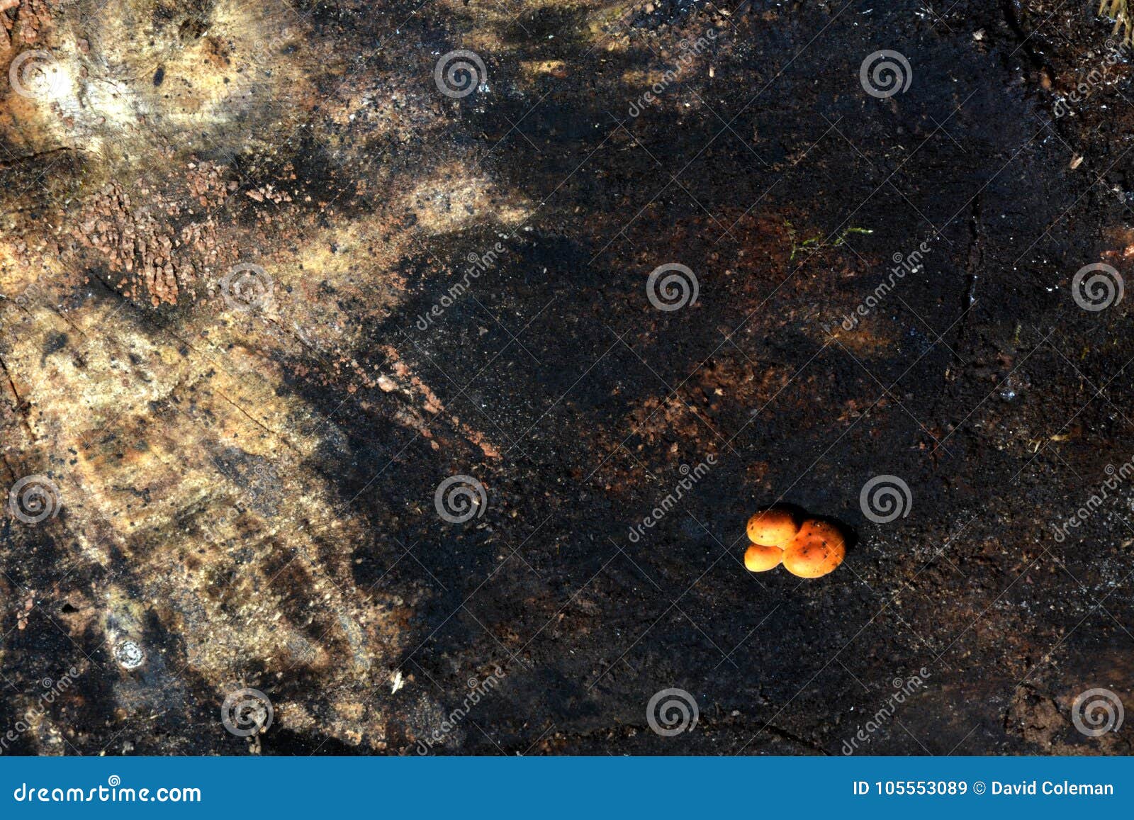 detail of stump with fungus