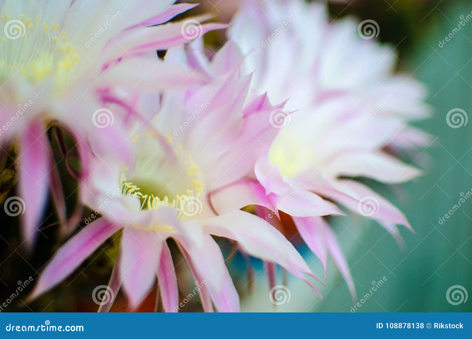 detail of succulent plant flowers