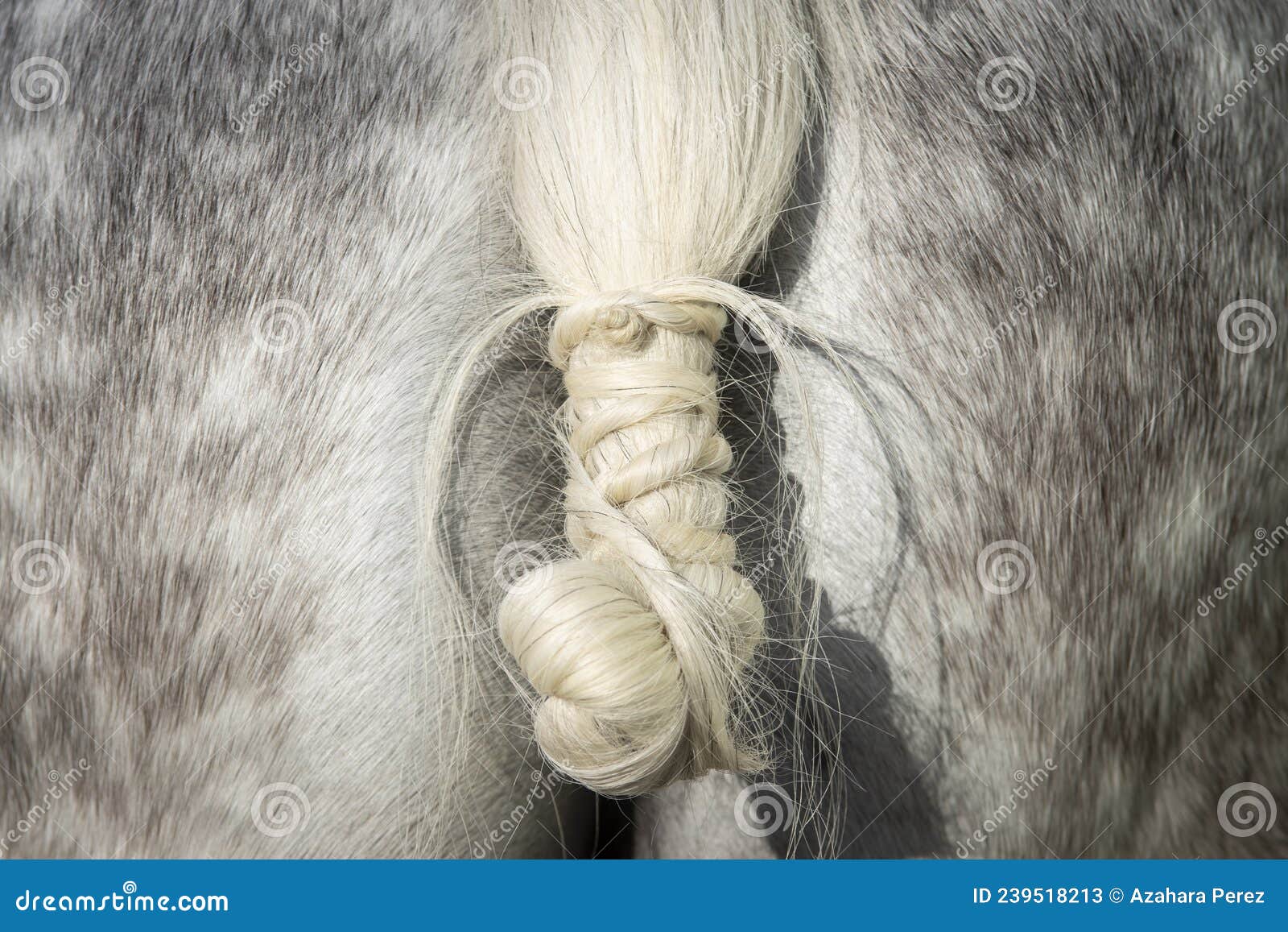 detail of the tail knot of a spanish horse in doma vaquera