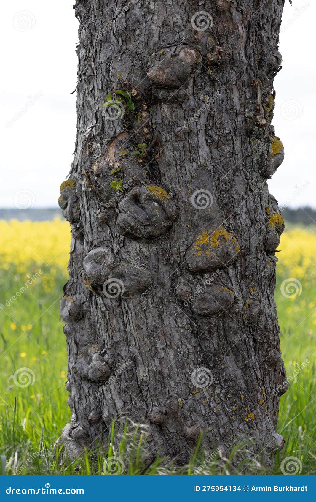 detail of a tree trunk with adhesions in front