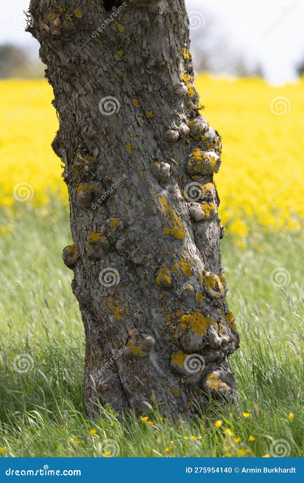 detail of a tree trunk with adhesions in front