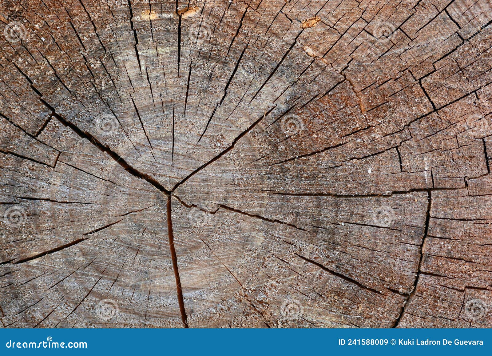 detail of the trunk of an old tree, texture