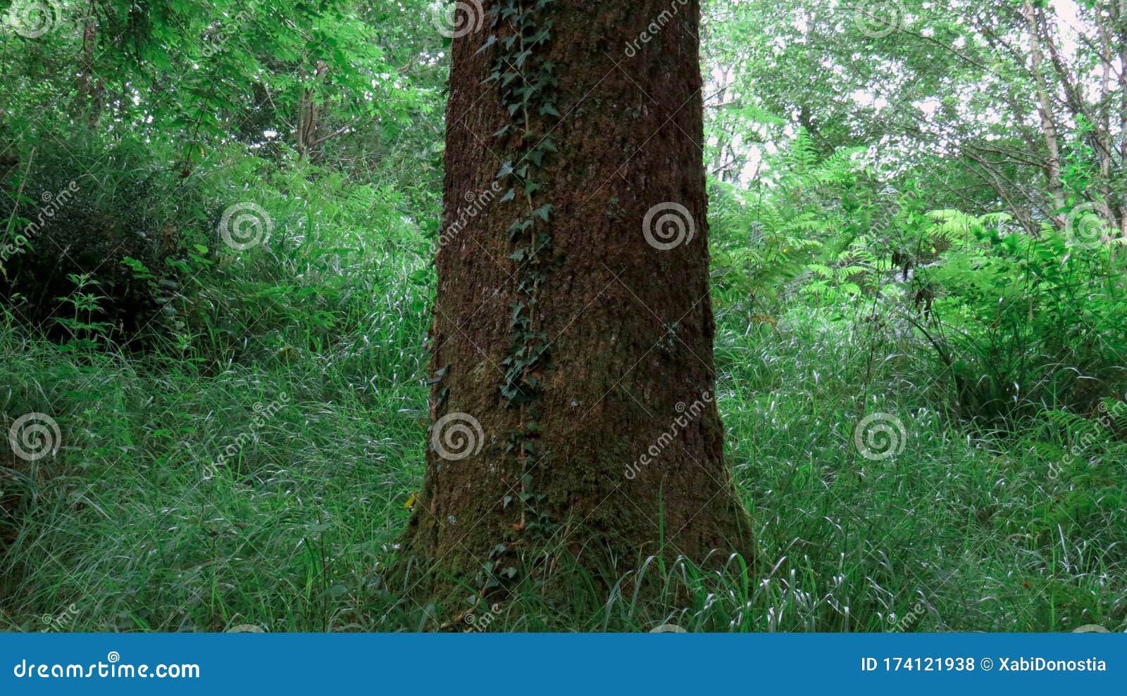 Detail of the Trunk of a Tree with Vines among the Forest Vegetation Stock Photo Image of