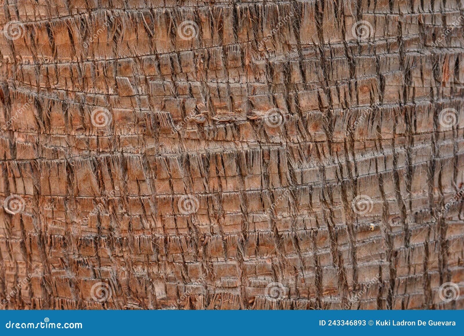 detail of the trunk of a washingtonia palm tree