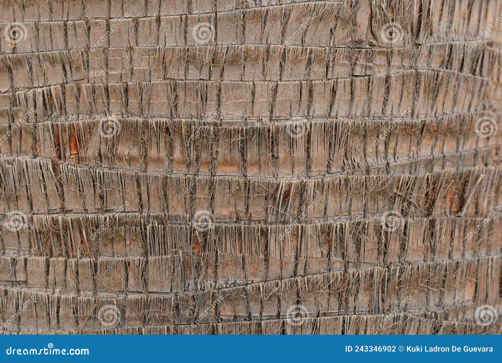 detail of the trunk of a washingtonia palm tree