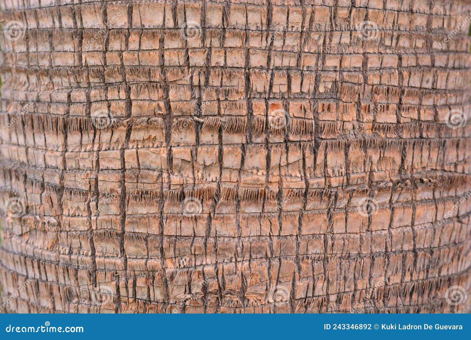 detail of the trunk of a washingtonia palm tree