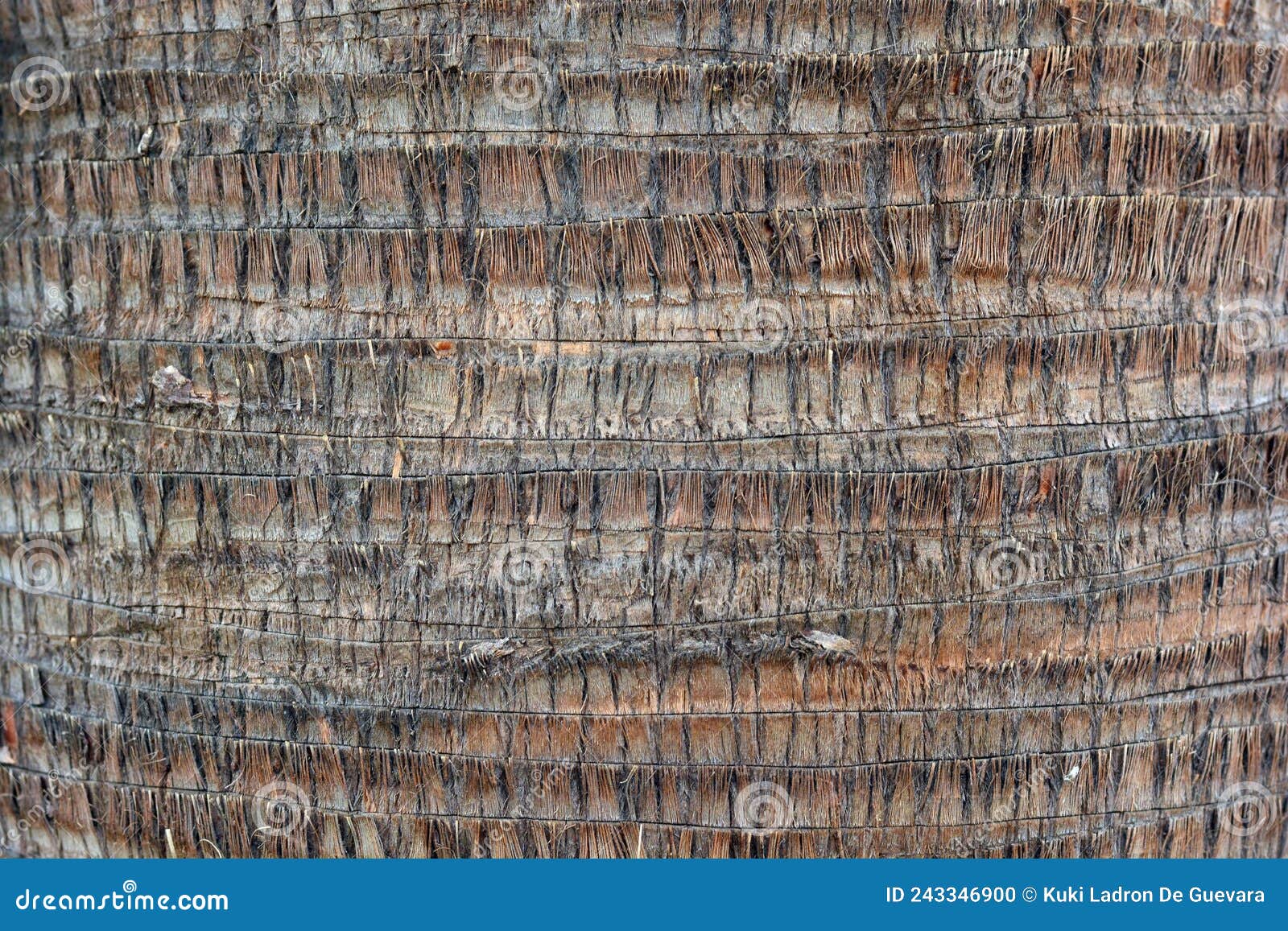 detail of the trunk of a washingtonia palm tree