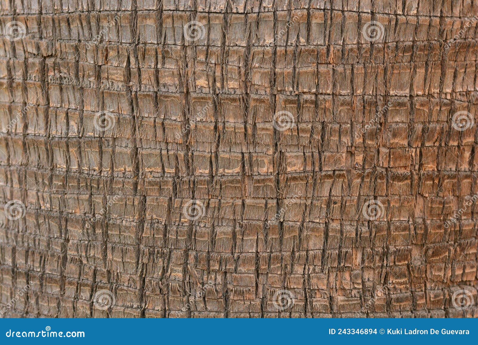 detail of the trunk of a washingtonia palm tree