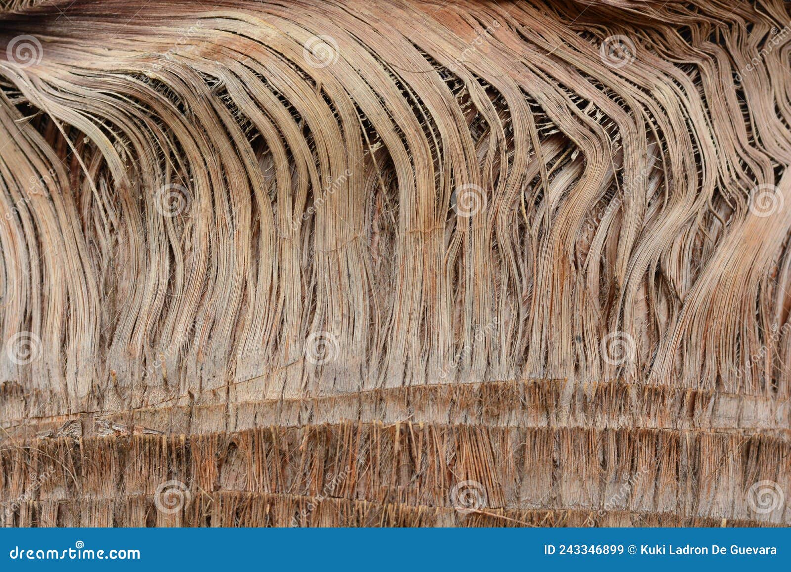 detail of the trunk of a washingtonia palm tree