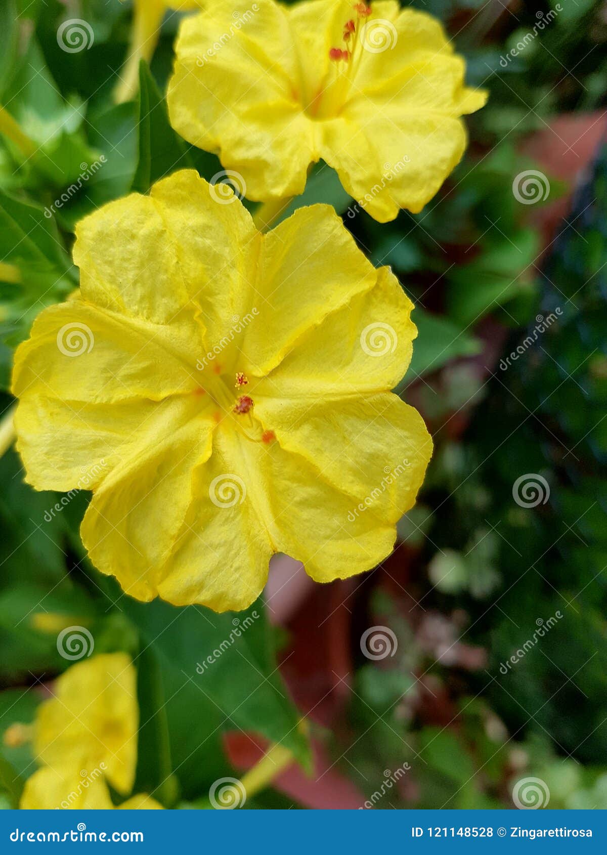 mirabilis jalapa, or bella di notte, yellow flowers