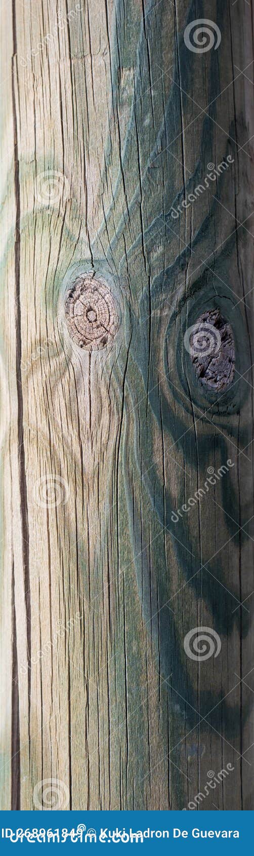 detail of the veins of a wooden trunk