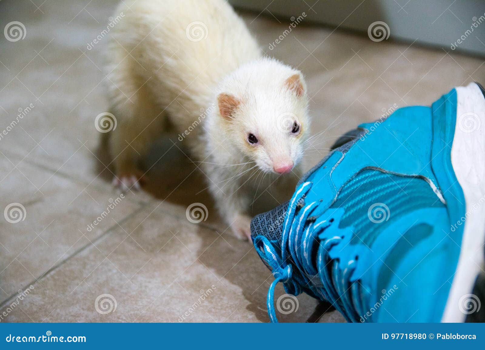 Albino ferret stock photo. Image of fitch, animal, little 97718980