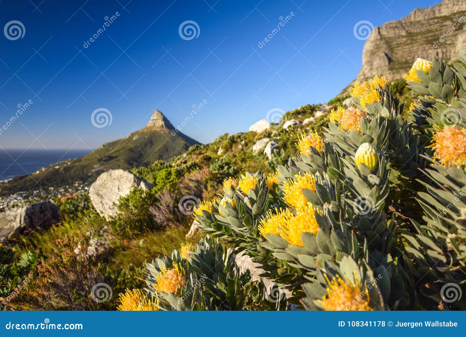 detail view of yellow pincushion leucospermum flowers at kasteelspoort hiking trail in table mountain national park, cape town