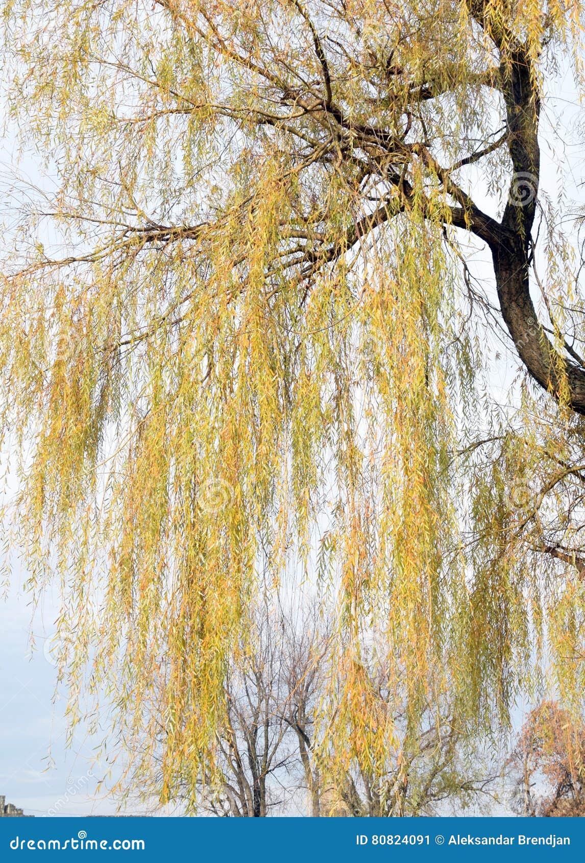 Willow branches 8x