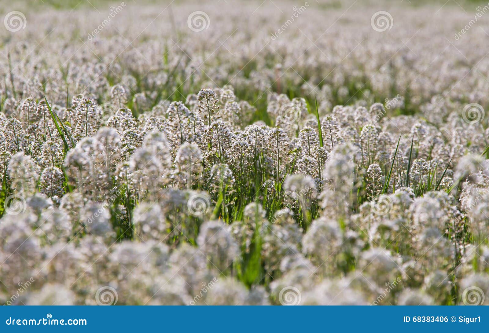 detail white flowers (thlaspi) in meadow