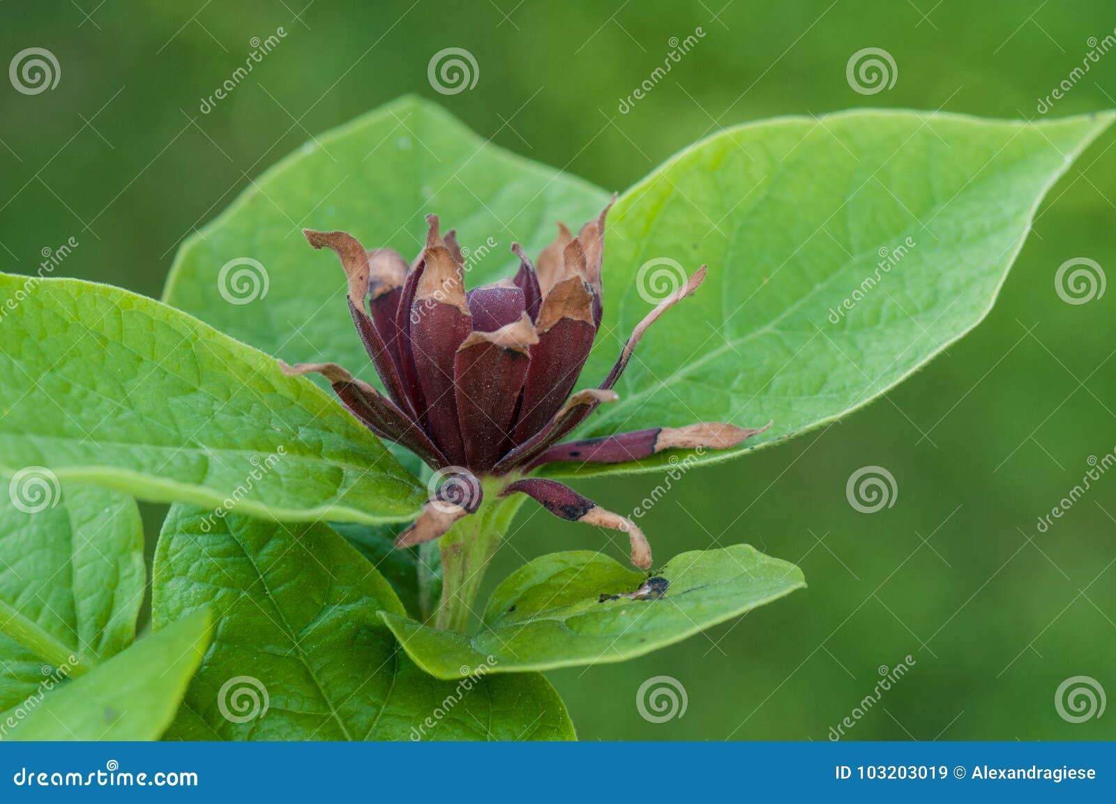 Spicebush closeup stock image. Image of floridus, eastern 103203019