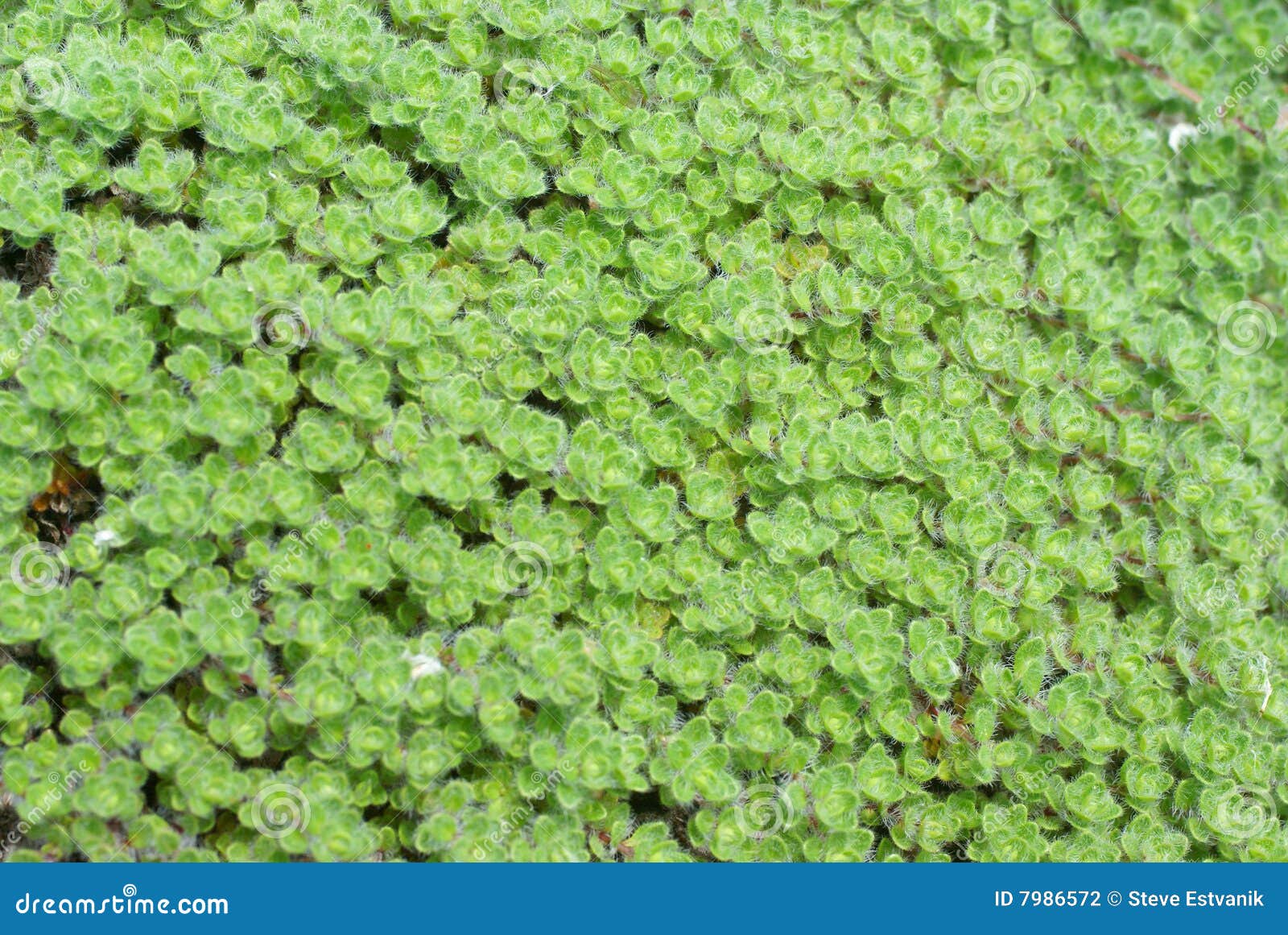 Detail, Wooly Thyme Groundcover Stock Photo Image of flower, wooly
