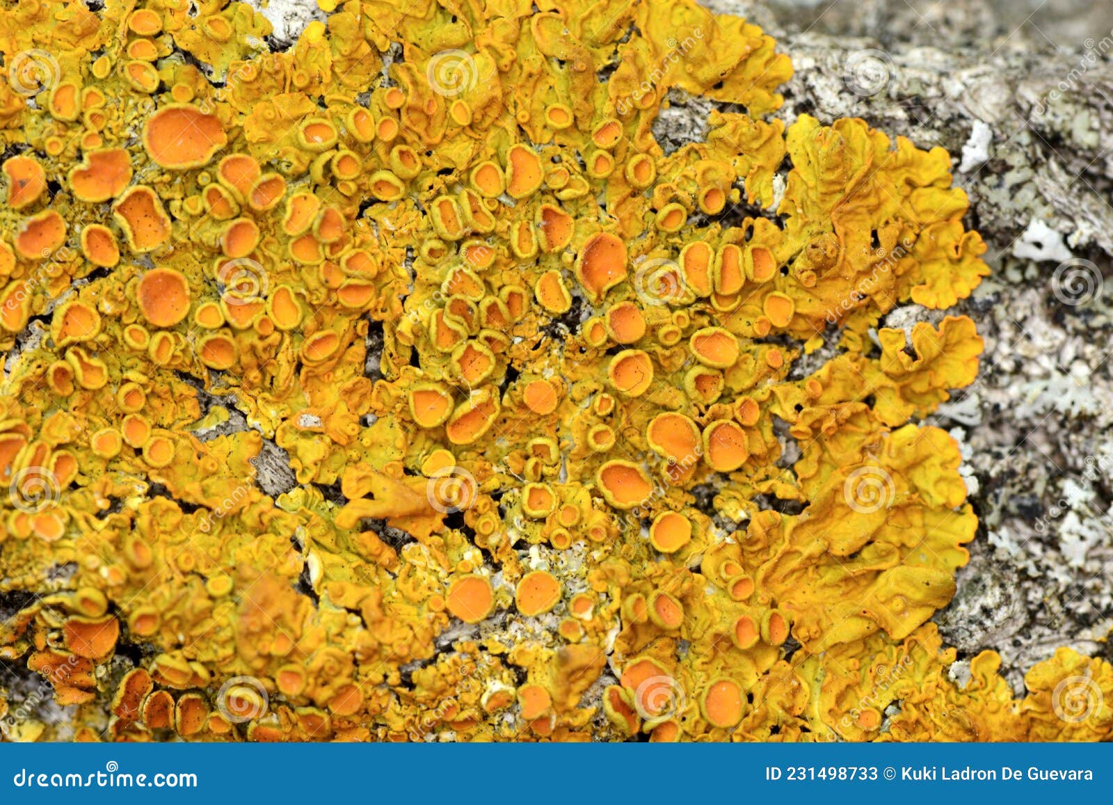 detail of yellow lichen on tree trunk