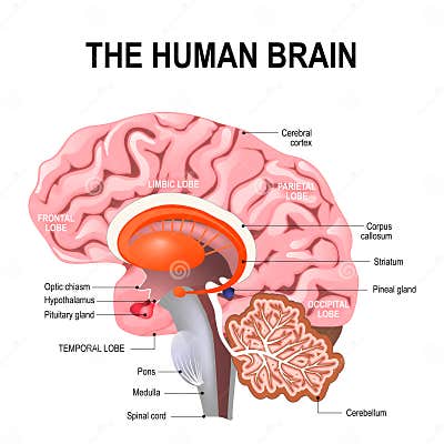 Detailed Anatomy of the Human Brain. Stock Vector - Illustration of ...