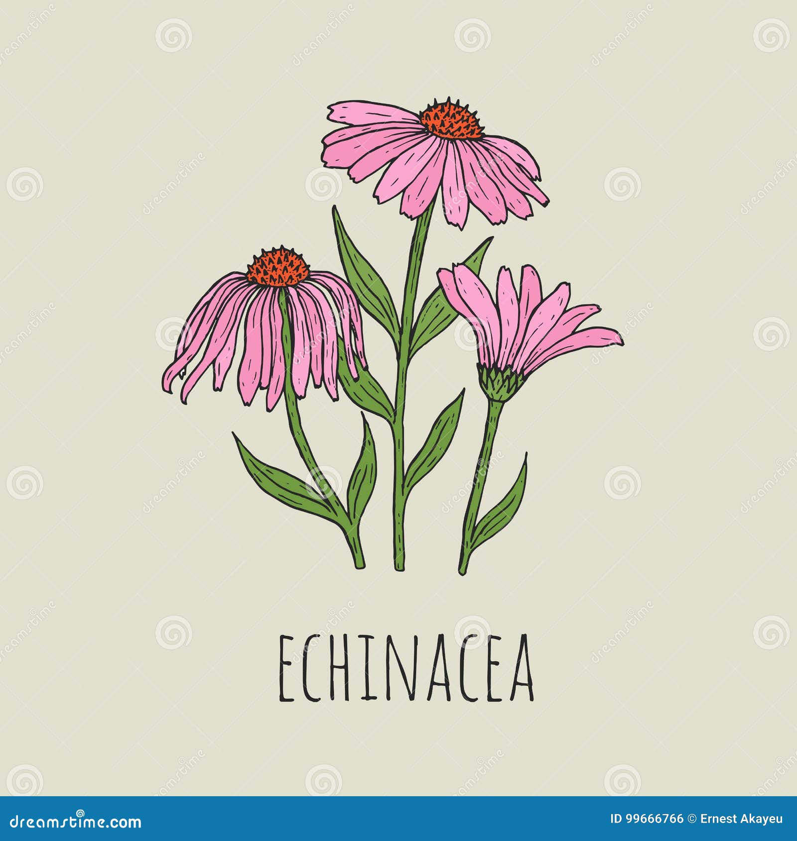 Detailed Botanical Drawing Of Elegant Pink Echinacea Flowers Growing On Green Stems Beautiful Blossoming Plant Hand Stock Vector Illustration Of Gorgeous Detailed 99666766