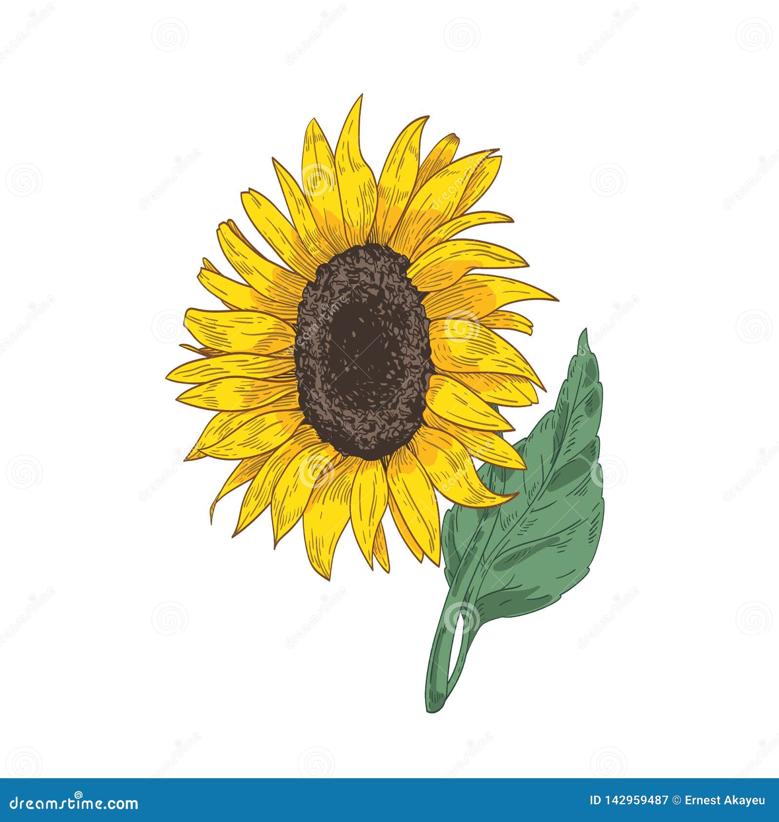Detailed Botanical Drawing of Sunflower Head, Stem and Leaf. Beautiful  Flower or Cultivated Crop Hand Drawn on White Stock Vector - Illustration  of detail, decorative: 142959487